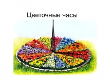 Презентация по биологии на тему Цветочные часы (6 класс)