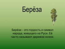 Презентация Береза-символ России 6 класс
