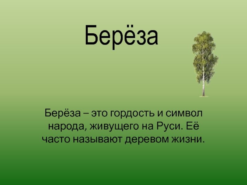 Какие деревья являются символом. Береза символ России. Береза символ. Берёза-символ России презентация. Береза для презентации.
