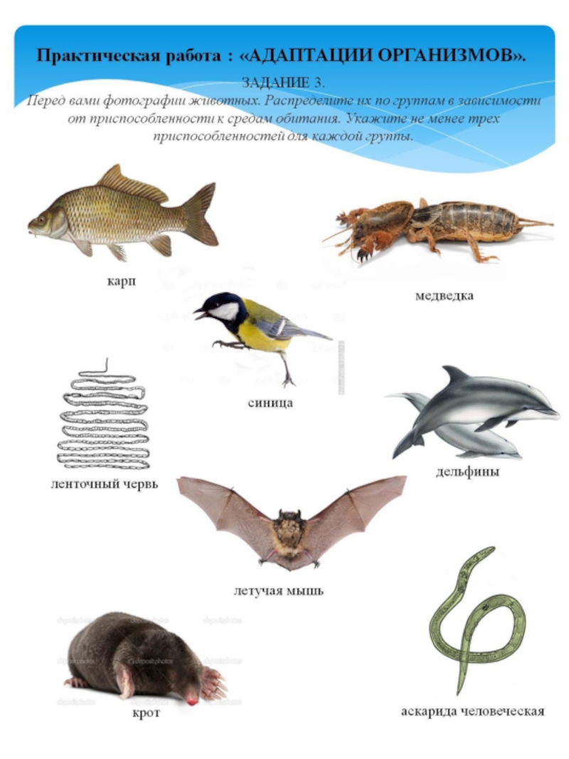 Практические организмы. Примеры адаптации организмов. Адаптация организмов биология. Адаптация организмов название видов. Адаптация биология 11 класс.