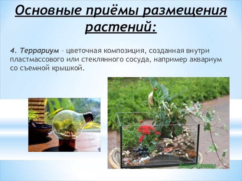 Основные приёмы размещения растений:4. Террариум – цветочная композиция, созданная внутри пластмассового или стеклянного сосуда, например аквариум со