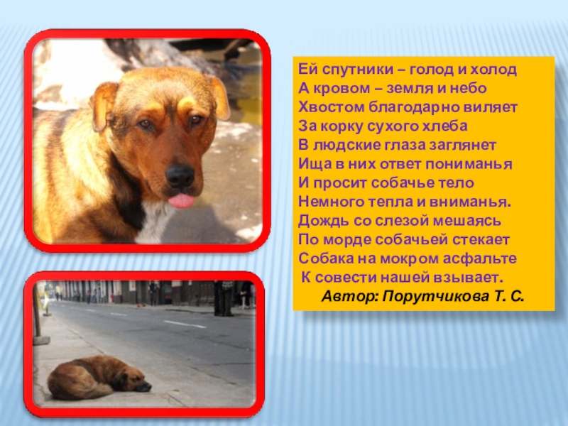 Холод собачий происхождение выражения. Собачий холод значение. Собачий холод значение. Собака на холоде. Собачий холод значение.