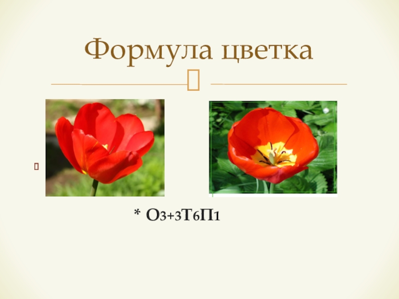 Формула о3 3т3 3п1. Формула цветка тюльпана. Формула цветка о3+3т3+3п1 двудольные. Формула растения о3+3т3+3п1. О3+3т3+3п1.