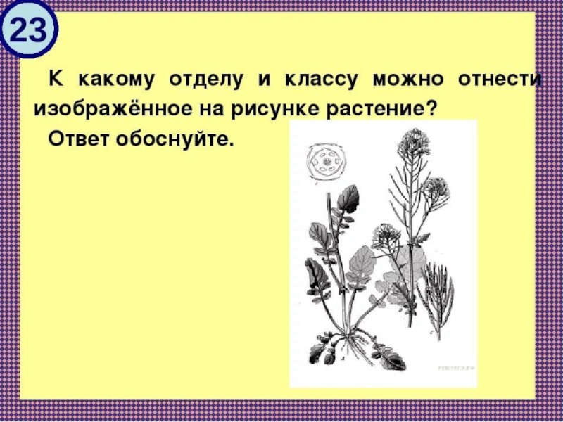 Растительный ответ. К какому классу относятся раст. К какому отделу и классу относится изображенное растение. Отделу и классу относят растение. Задание ЕГЭ по биологии с рисунками растений.