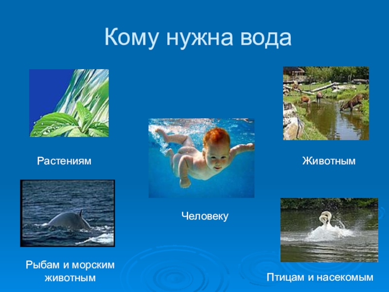 Животным нужна вода окружающий мир для чего. Кому нужна вода. Кому нужна вода картинки. Человеку, животным, растениям нужна вода.. Кому нужна вода в природе.