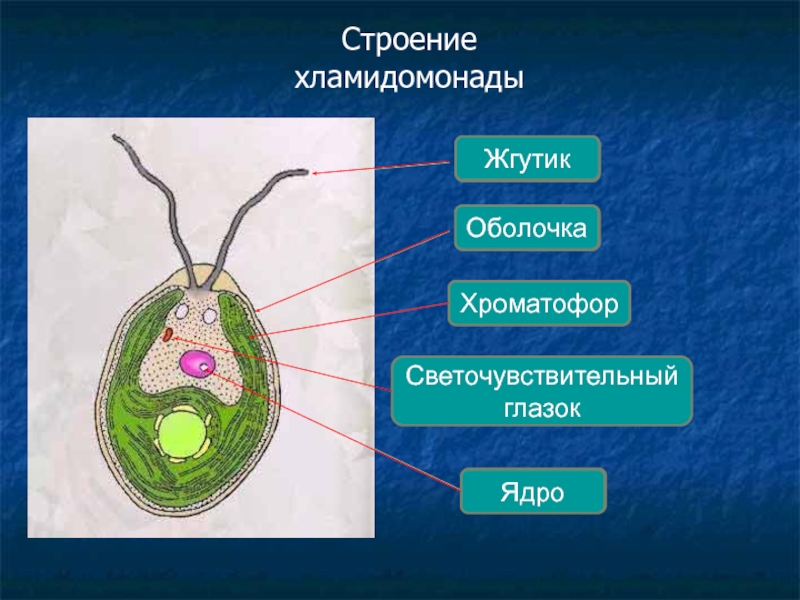 Поставьте цифры к названиям частей клетки хламидомонады в соответствии с рисунком