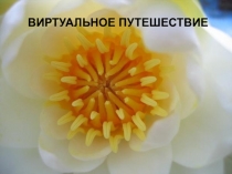 Презентация к интегрированному внеклассному мероприятию по биологии и географии для обучающихся 6 класса Виктория регия