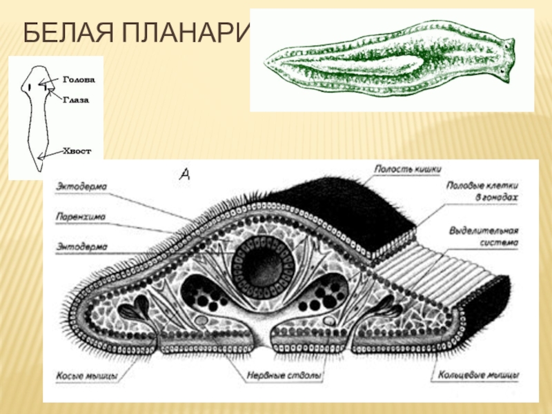 Строение планарии рисунок