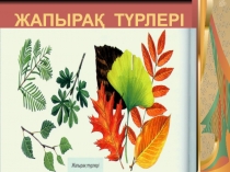 Презентация дүниетану пәнінен Жапырақ түрлері