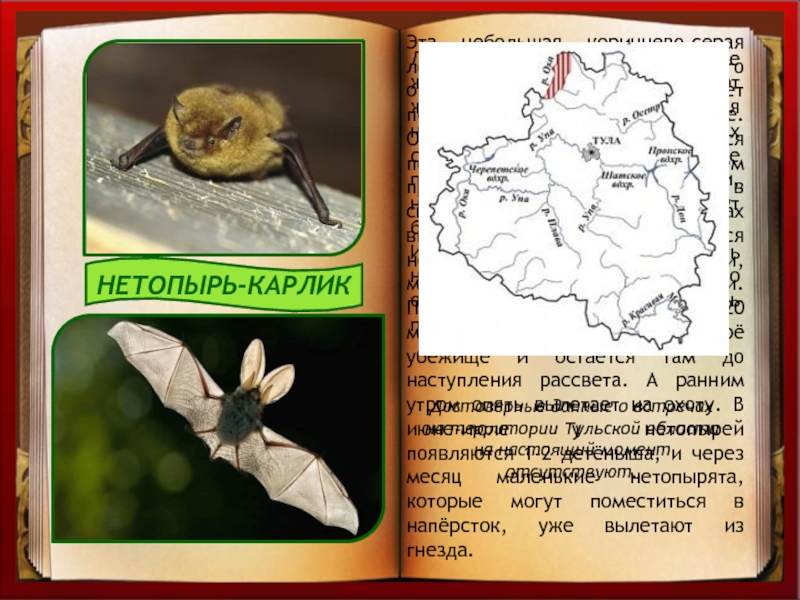 Красная книга тульской области растения презентация