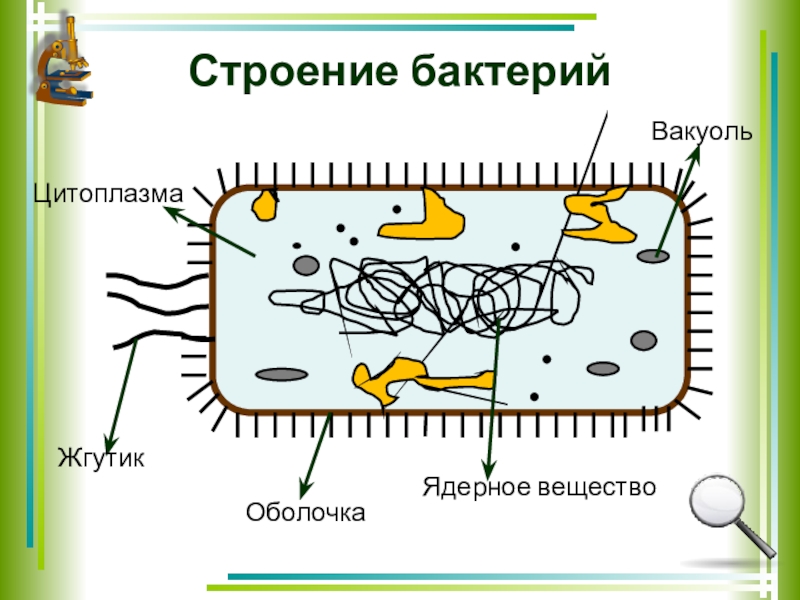 строение бактериальной клетки 6 класс биология. включения бактериальной клетки микробиология. схема строенияактериальной клетки. строение основной части бактериальной клетки. цитоплазма жгутик.