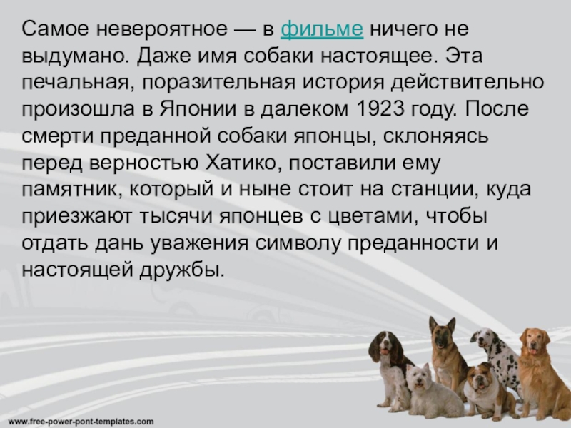 Собак планы. Рассказ о собаке герое. История про собаку героя. Имена для собак девочек и мальчиков. Клички собак героев.