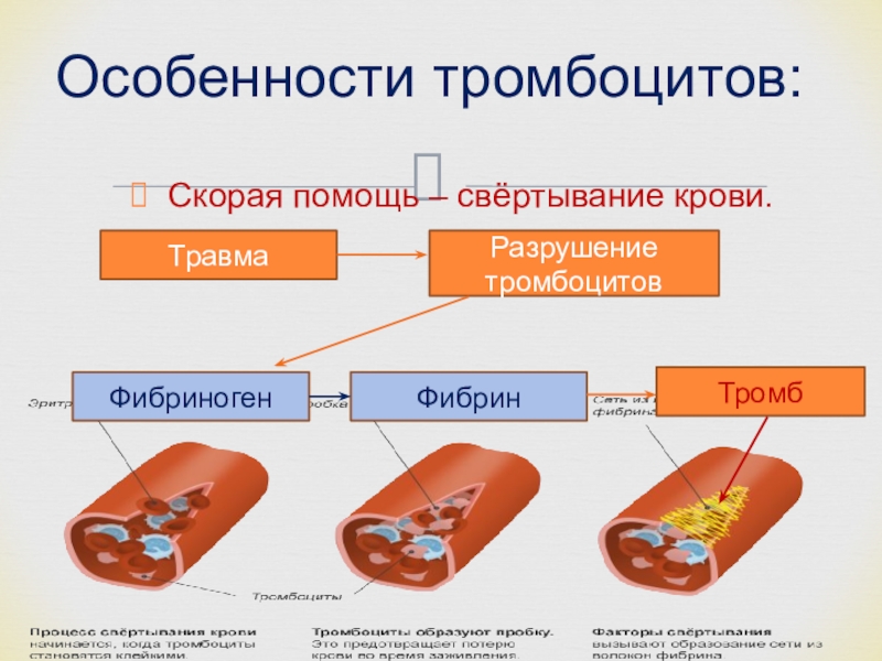 Фибриноген входит в состав тромбоцитов