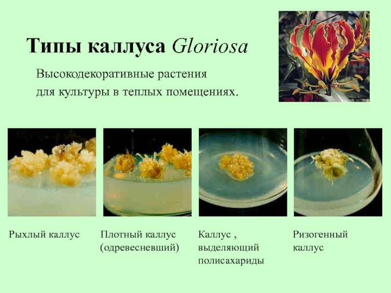 Типы каллуса Gloriosa Высокодекоративные растения для культуры в теплых помещениях.