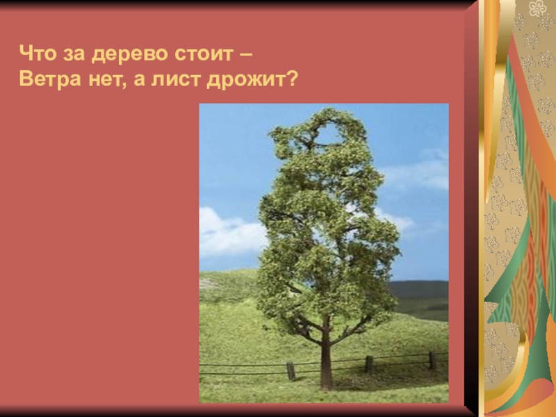 Угадай ответ дерево. Осина. Загадка про осину. Загадка про осину 2 класс. Загадка про осину для детей.