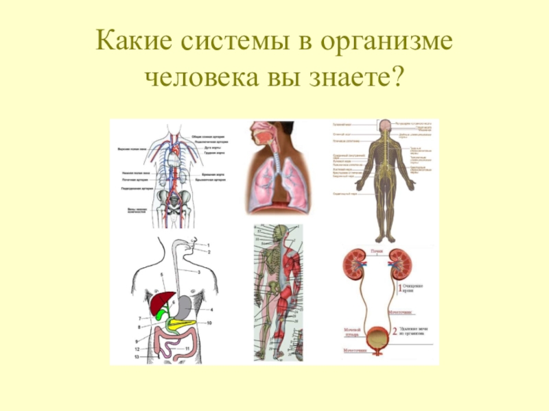 Какая система органов организма человека. Какие системы организма. Какие системы в организме человека. Системы органов в организме человека. Органы и системы органов организма человека.