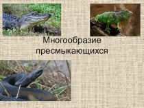 Презентация по биологии на тему  Многообразие пресмыкающихся