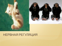 Презентация к уроку: Нервная регуляция