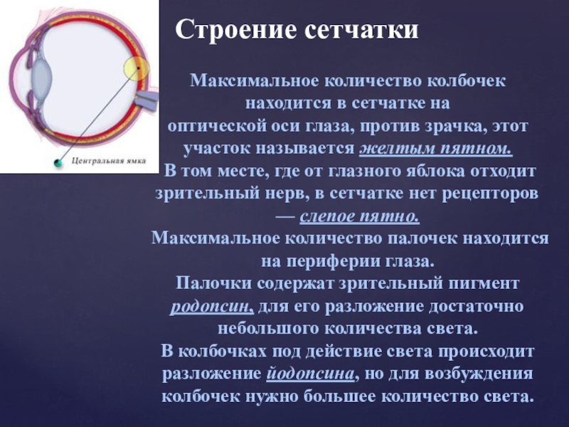 Расположено впереди сетчатки ответы. Желтое пятно это участок на сетчатке. Скопление колбочек на сетчатке. Оптическая ось глаза максимальное количество колбочек. Максимальное количество колбочек на сетчатке расположено в области.