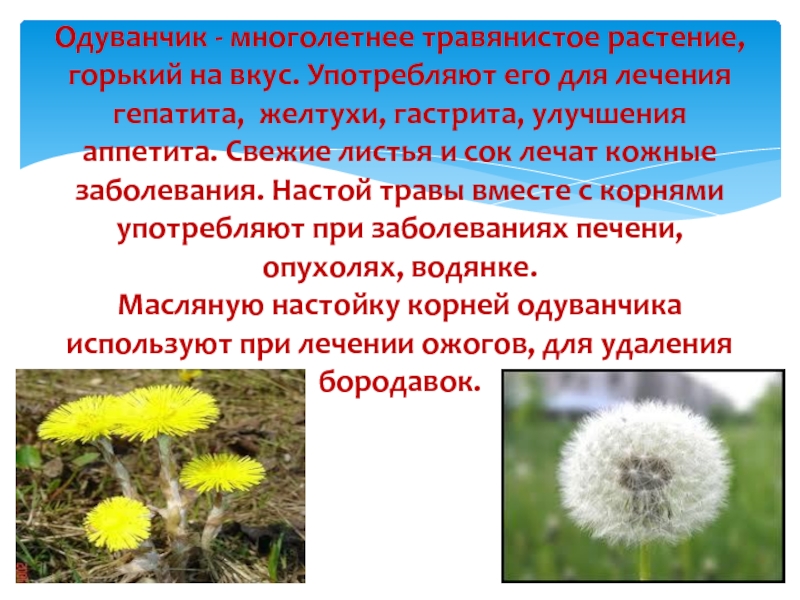лечебное растение одуванчик. одуванчик род многолетних травянистых растений семейства астровые. одуванчик лекарственное растение. одуванчик многолетнее. ареал одуванчика лекарственного.