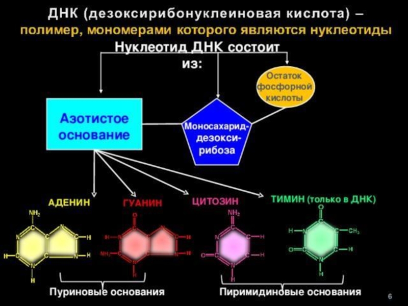 Нуклеиновые кислоты презентация 9 класс биология