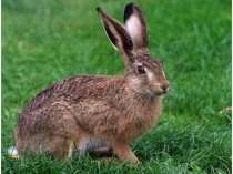 Презентация к уроку естествознания по теме: Как животные получают энергию