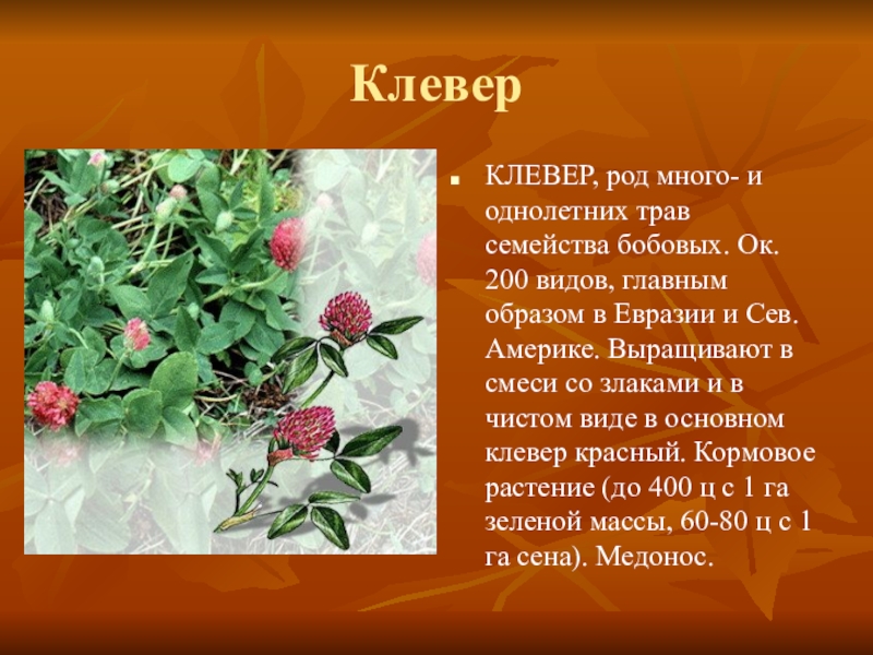 Род клевер. Однолетнее растение Кубани. Клевер вид род семейство. Отмирание однолетних трав.