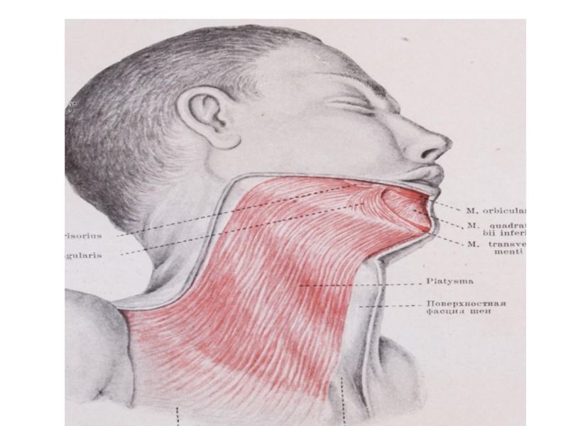 Анатомия мышцы головы и шеи презентация
