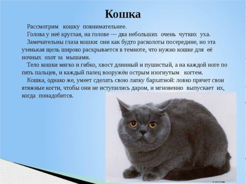 Проект мой любимый котенок