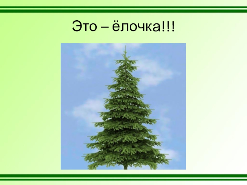 Елочку зеленую в гости. Презентация на тему елочка зеленая Иголочка. Презентация елочка зеленая Иголочка для дошкольников. Елка зеленая темы. Фон для презентации елочка зеленая Иголочка.