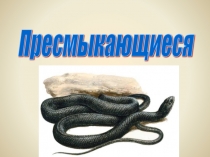 Презентация по биологии на тему Пресмыкающиеся. 7 класс