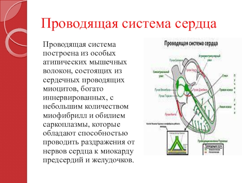 Схема проводящей системы сердца физиология