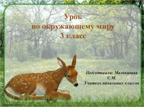 Презентация по окружающему миру 3 класс