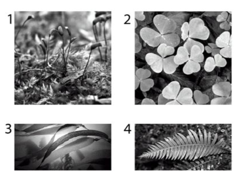 Тест биология мхи. На каких картинках изображены водоросли. На какой картинке изображен мох. Мхи ОГЭ биология. Какая картинка изображена.