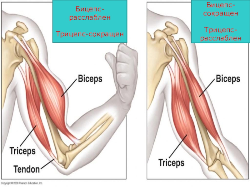 На рисунке изображен бицепс и трицепс что произойдет