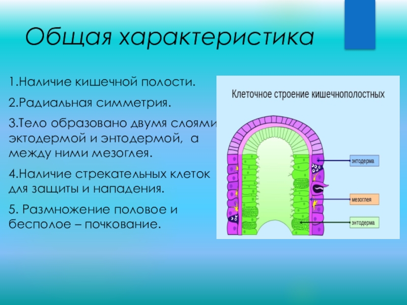 Строение клетки энтодерма