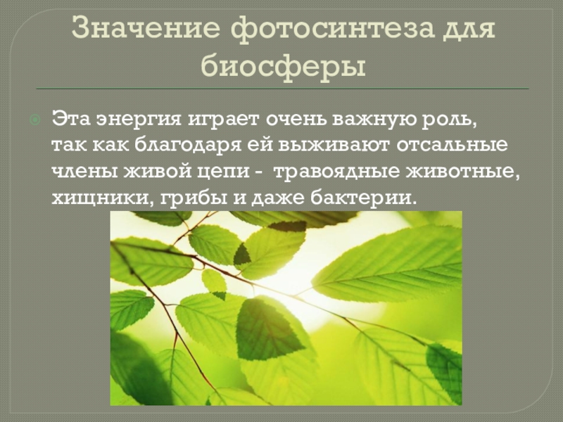 Как повлияло появление фотосинтезирующих. Роль фотосинтеза в биосфере. Поль форосинтеза в биосфере. Значение фотосинтеза в биосфере. Роль фотосинтеза в биосфере кратко.