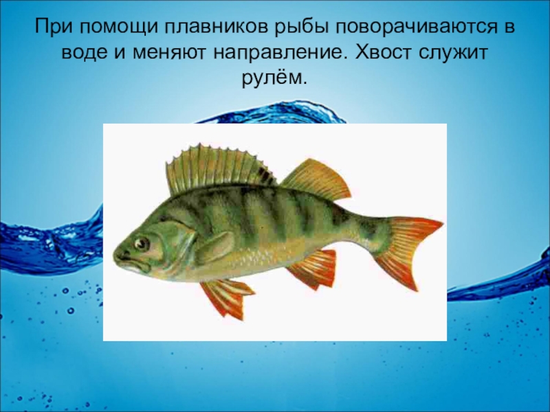 Работа плавников при движении рыбы в воде. Плавники рыб. Рулевой плавник у рыбы. При помощи плавников рыбы поворачиваются в воде и меняют направление.. Зачем рыбам плавники и хвост.