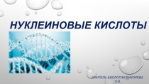 Презентация по биологии на тему Нуклеиновые кислоты