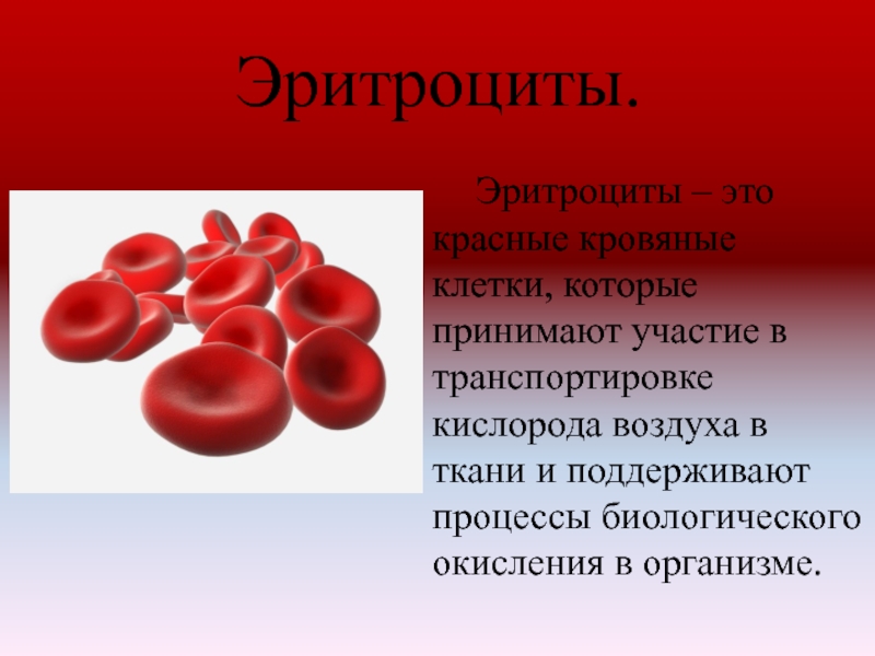 Эритроциты.		Эритроциты – это красные кровяные клетки, которые принимают участие в транспортировке кислорода воздуха в ткани и поддерживают