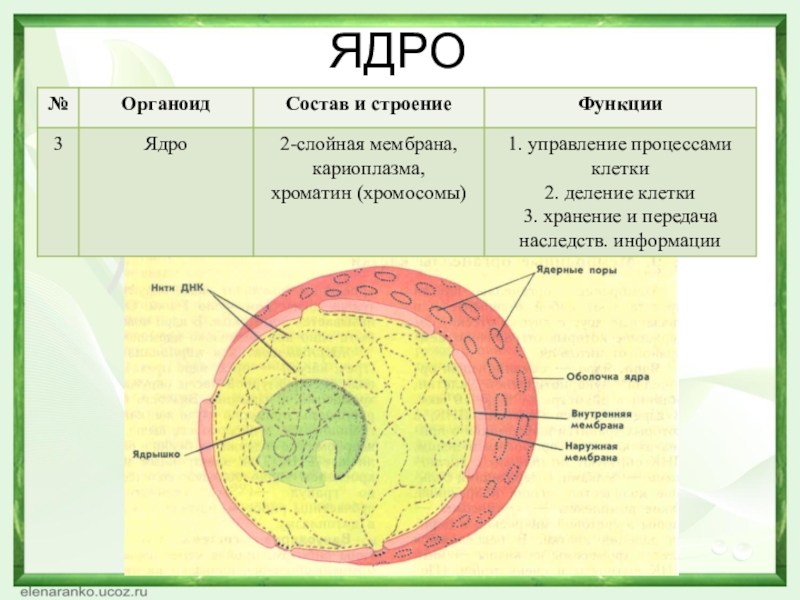 Строение клетки егэ презентация