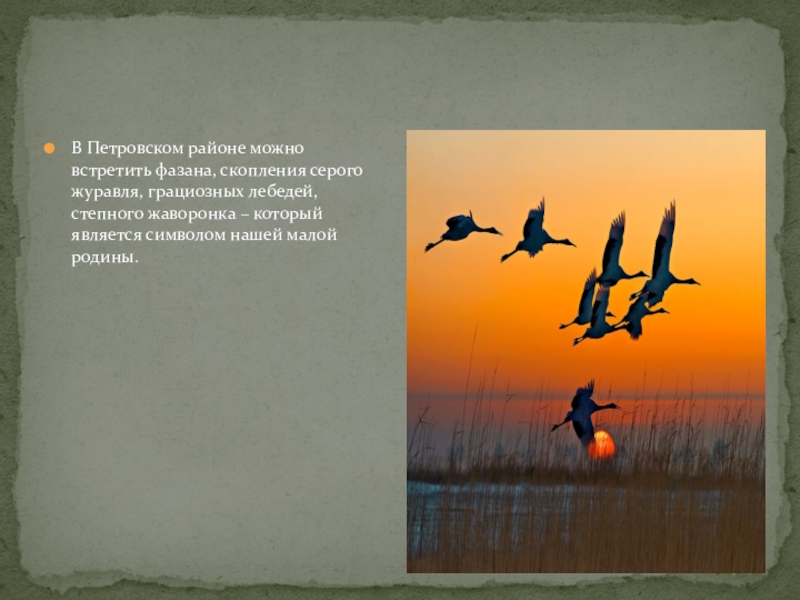 В Петровском районе можно встретить фазана, скопления серого журавля, грациозных лебедей, степного жаворонка – который является символом