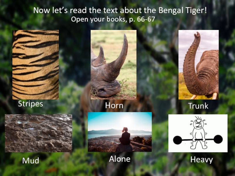 Now let’s read the text about the Bengal Tiger!Open your books, p. 66-67Alone