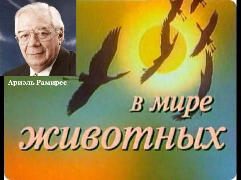 Поле мориа в мире животных. Поль Мориа - Жаворонок (мелодия из "в мире животных"). Ариэля Рамиреса «Странники». В мире животных "Alouette" ~ "Жаворонок" Ariel Ramirez. Рамирес Странники картинки для презентации в мире животных.