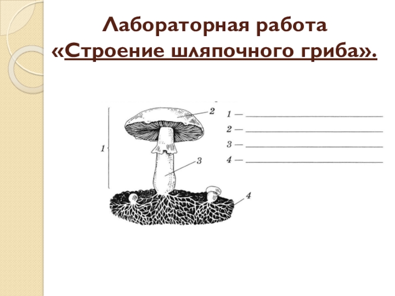 Шляпочные грибы биология 5. Грибы строение шляпочных грибов. Строение шляпочного гриба 5 класс биология. Строение шляпочного гриба. Строение шляпочных грибов 5 класс.
