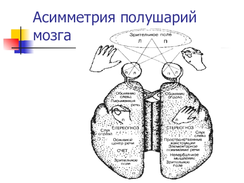 Асимметрия мозга. Асимметрия функций головного мозга. Асимметрия полушарий мозга. Функциональная асимметрия полушарий мозга. Асимметрия мозга это в физиологии.