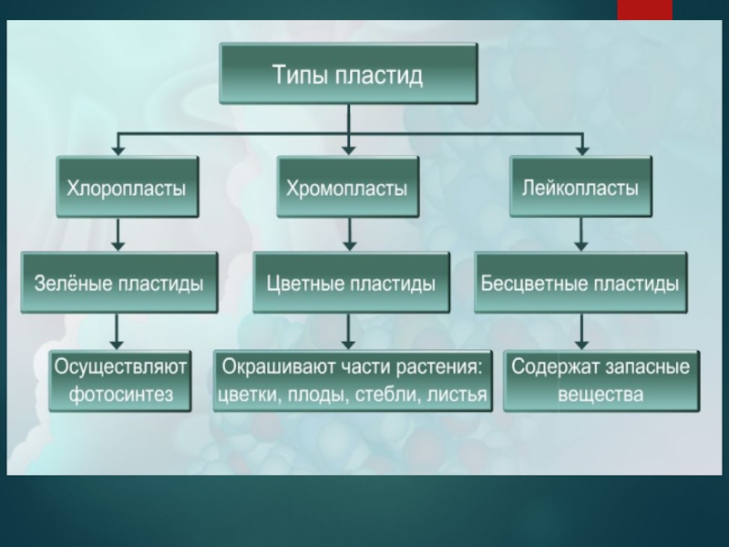 Строение клетки пластиды 5 класс. Структура пластид в растительных клетках. Пластиды хлоропласты строение. Хлоропласты хромопласты лейкопласты таблица. Структура клетки растения пластиды.