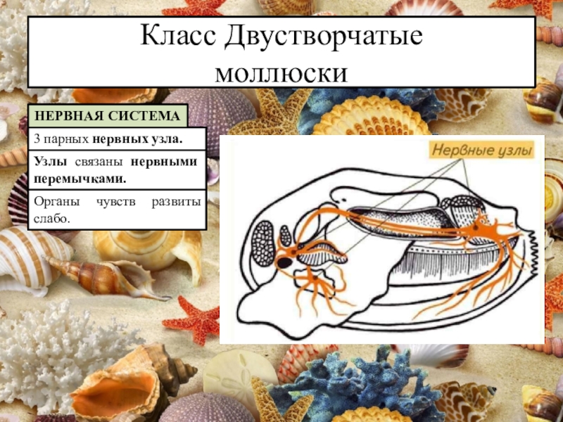 двустворчатые моллюски органы пищеварительная система. строение нервной системы брюхоногих моллюсков. органы чувств беззубки. пищеварительная система система двустворчатых моллюсков. нервная система беззубки.