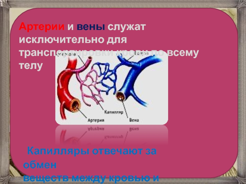 Артерия уфа. Артериальные капилляры.