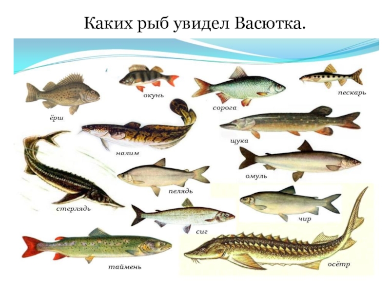 Рыбы красноярска фото с названием
